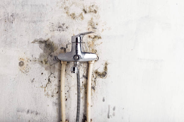 Best Best Mold Removal Companies  in Lewisburg, KY