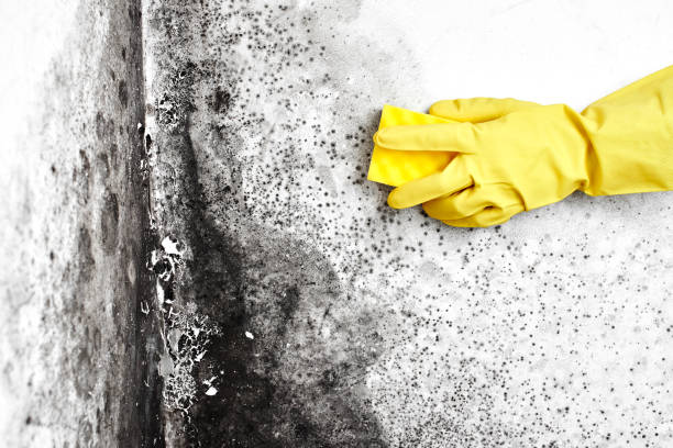 Best Mold Removal Specialists  in Lewisburg, KY