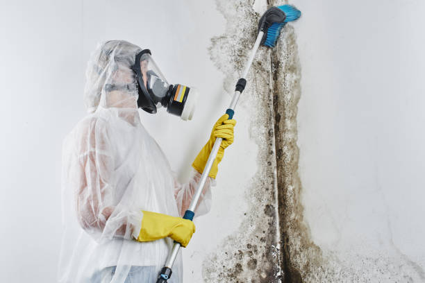 Best Commercial Mold Removal  in Lewisburg, KY
