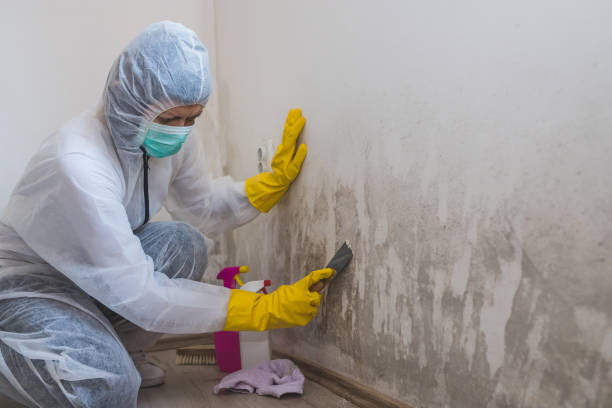 Attic Mold Removal in Lewisburg, KY