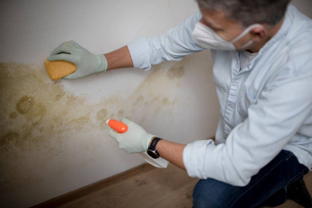 Best Mold Removal Company Near Me  in Lewisburg, KY