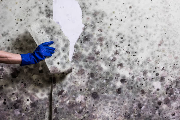 Best Mold Cleaning Services  in Lewisburg, KY