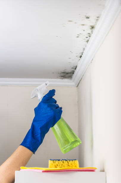 Best Residential Mold Removal  in Lewisburg, KY